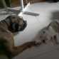 duque con enzo